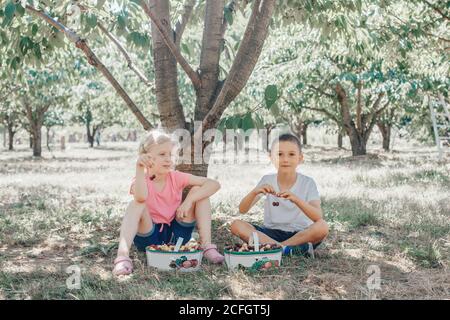 Carino adorabili caucasici bambini ragazza e ragazzo raccolta mangiare bacche in fattoria. Felici amici contadini raccolgono la raccolta stagionale di ciliegi in campagna. Foto Stock