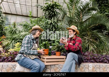 Ritratto di attraente coppia senior di giardinieri in cappelli di paglia e camicie a scacchi, seduto tra piante verdi in orangeria e facendo calcoli Foto Stock