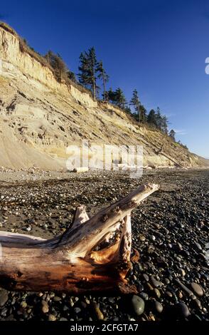 Bluff scogliere sulla spiaggia, Dungeness National Wildlife Refuge, Washington Foto Stock