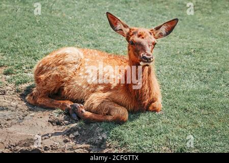 Carino giovane fallow capriolo vitello pawn sdraiato su terra erba al giorno estivo all'aperto. Mandria animale bambino dama di riposo il giorno caldo. Fauna selvatica bellezza in natura Foto Stock