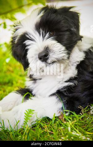 White funny Tibetan Terrier cucciolo di cane è seduto sulla natura Foto Stock
