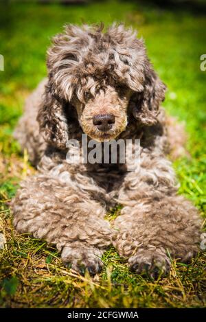 Vecchio rosso cane barboncino ritratto vicino sul estate natura Foto Stock