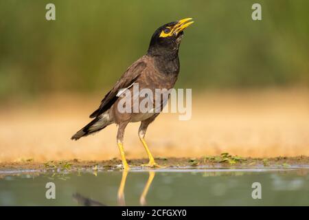 Migna comune o migna indiana (Acristatheres tristis) Foto Stock