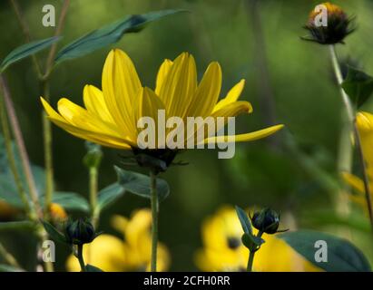 Helianthus tuberosus Foto Stock