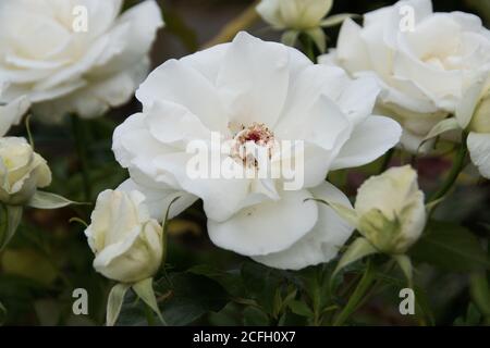 Rosa 'Iceberg' Foto Stock
