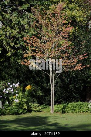 Cercidiphyllum japonicum Foto Stock