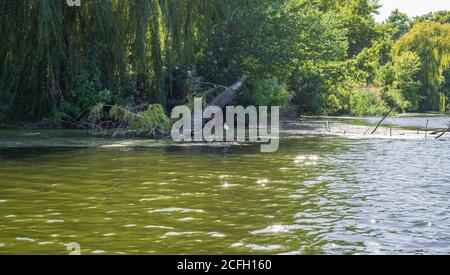 Gull Larus ridibundus riposa su un serpente asciutto che giace vicino alla riva del fiume. Un gabbiano a testa nera si siede su un tronco di albero sommerso in un lago. Foto Stock