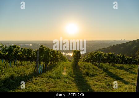 Vigneto a Kahlenbergerdorf vicino a Vienna all'alba in Austria Foto Stock