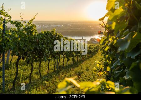 Vigneto a Kahlenbergerdorf vicino a Vienna all'alba in Austria Foto Stock