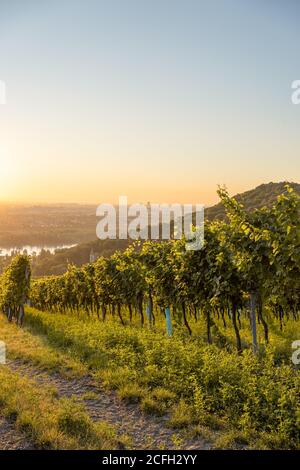 Vigneto a Kahlenbergerdorf vicino a Vienna all'alba in Austria Foto Stock