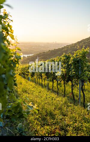 Vigneto a Kahlenbergerdorf vicino a Vienna all'alba in Austria Foto Stock