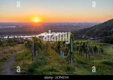 Vigneto a Kahlenbergerdorf vicino a Vienna all'alba in Austria Foto Stock