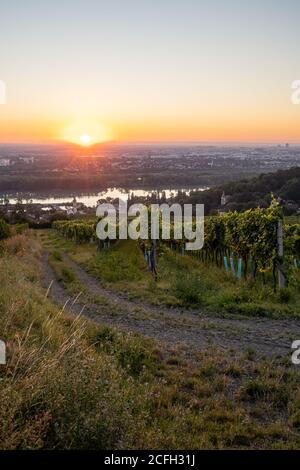 Vigneto a Kahlenbergerdorf vicino a Vienna all'alba in Austria Foto Stock