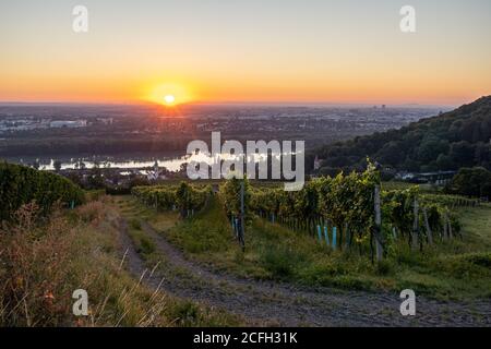 Vigneto a Kahlenbergerdorf vicino a Vienna all'alba in Austria Foto Stock