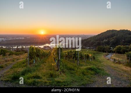 Vigneto a Kahlenbergerdorf vicino a Vienna all'alba in Austria Foto Stock