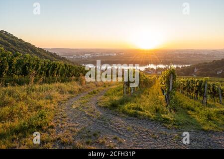 Vigneto a Kahlenbergerdorf vicino a Vienna all'alba in Austria Foto Stock