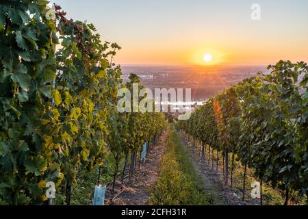 Vigneto a Kahlenbergerdorf vicino a Vienna all'alba in Austria Foto Stock