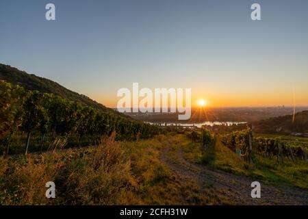 Vigneto a Kahlenbergerdorf vicino a Vienna all'alba in Austria Foto Stock