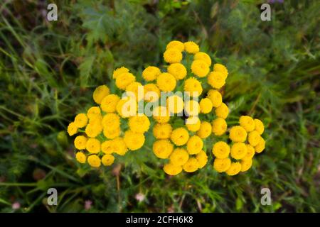 Closeup di tansy fiori gialli Tanacetum vulgare, tansy comune, pulsante amaro, mucca amaro, o pulsanti dorati. Fiori selvatici Foto Stock