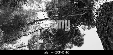 Folto fogliame di un pino visto dal basso. Bianco e nero Foto Stock