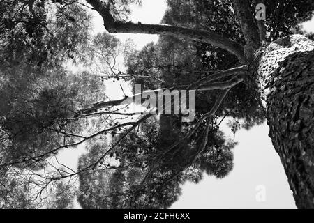 Folto fogliame di un pino visto dal basso. Bianco e nero Foto Stock