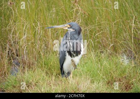 Airone tricolore (Egretta tricolore) in Florida, USA Foto Stock