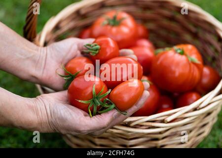 Donna contadina mani che tengono pomodori raccolti, cesto di pomodori appena raccolti su erba verde. Foto Stock