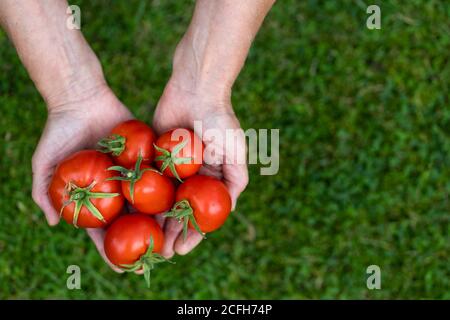 Vista dall'alto delle mani dei contadini che tengono pomodori appena raccolti sull'erba verde. Spazio di copia. Foto Stock