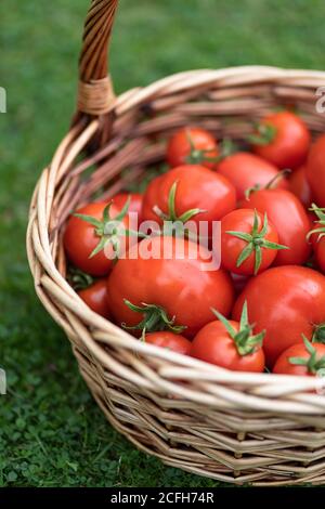 Cestino pieno di pomodori rossi appena raccolti in piedi su erba verde. Giardinaggio e agricoltura. Foto Stock