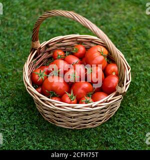 Cestino pieno di pomodori rossi appena raccolti in piedi su erba verde. Giardinaggio e agricoltura. Foto Stock