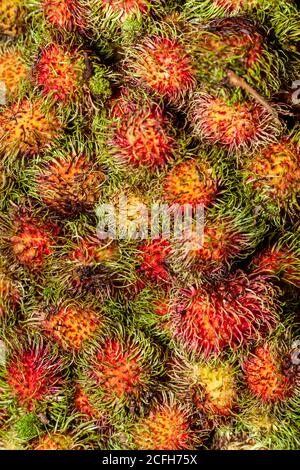 Il lychee è l'unico membro del genere litchi della famiglia delle bacche di soia, Sapindaceae. E' un albero tropicale originario delle province di Guangdong e Fujian Foto Stock