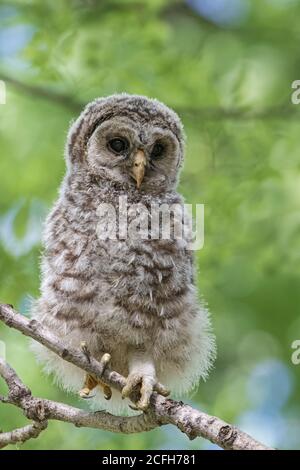 Barred Owl (Strix varia), owlet che si era appena ramificato Foto Stock