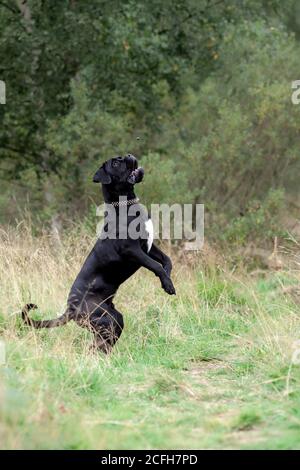 Big black cane corso attivo cane che gioca e salta a. natura Foto Stock