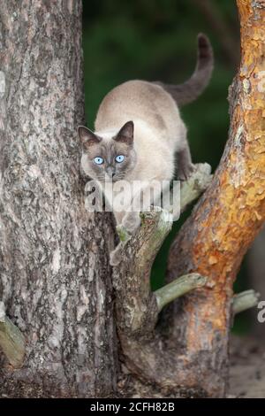 Gatto tailandese arrampicata su un albero in natura Foto Stock