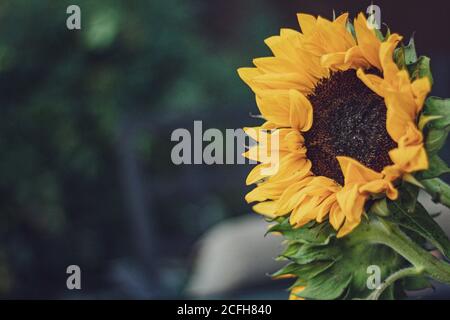 Fiore di girasole con sfondo sfocato Foto Stock