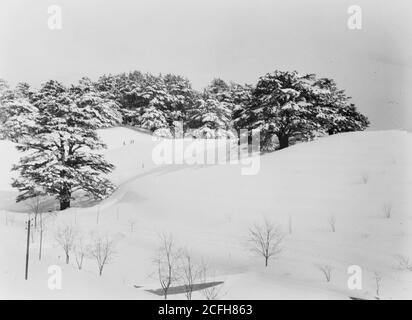 Didascalia originale: Cedri - posizione: Libano ca. 1946 Foto Stock