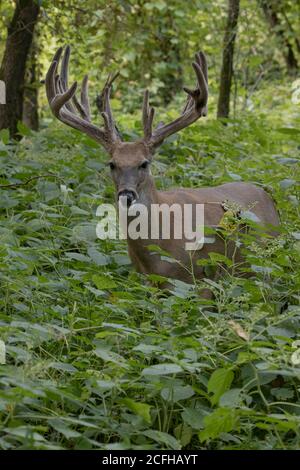 Cervi dalla coda bianca (Odocoileus virginianus), buck in velluto con grande rack Foto Stock