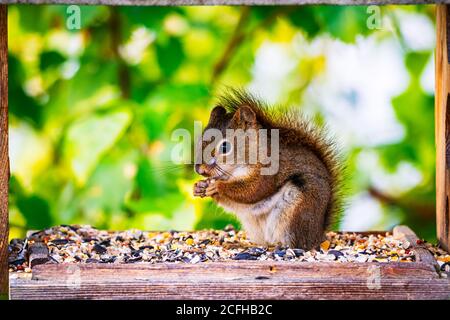 Scoiattolo rubando i semi dall'alimentatore di uccelli. Foto Stock