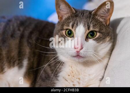 Un gatto tabby grigio con una pancia bianca che si inasprì nella telecamera con gli occhi verdi. Foto Stock