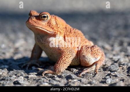 American Toad (Anaxyrus americanus) - North Carolina Arboretum, Asheville, Carolina del Nord, Stati Uniti Foto Stock