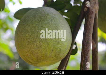 Pomelo agrumi, pomelo verde appeso sul ramo Foto Stock