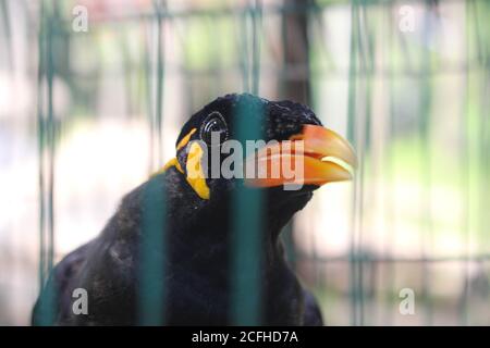 Uccello gabbia uccello Myna uccello che parla Myna uccello, uccello nero nel gabbia Foto Stock