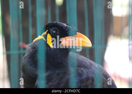 Uccello gabbia uccello Myna uccello che parla Myna uccello, uccello nero nel gabbia Foto Stock