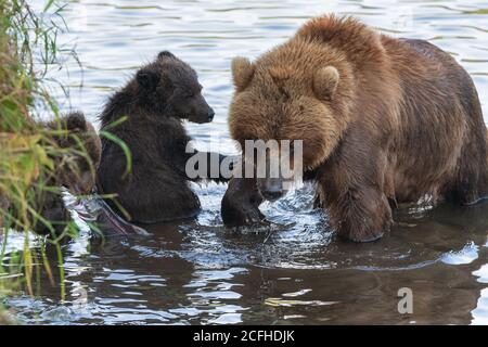 Madre Kamchatka orso bruno con due cuccioli di orso pesca salmone rosso pesce durante la riproduzione di pesce nel fiume. Predatori selvatici in habitat naturale. Kamchatka Foto Stock