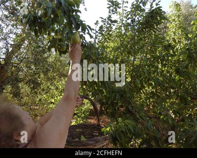 Donna anziana che raccoglie le pere nell'orto salentino Italia Foto Stock