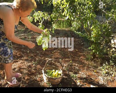 Donna anziana che raccoglie le pere nell'orto salentino Italia Foto Stock