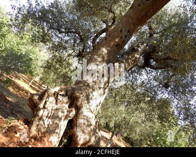 Vista dal basso di rami di ulivi centenari nel Salento Italia Foto Stock