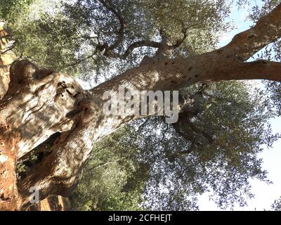 Vista dal basso di rami di ulivi centenari nel Salento Italia Foto Stock