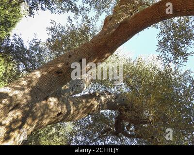 Vista dal basso di rami di ulivi centenari nel Salento Italia Foto Stock