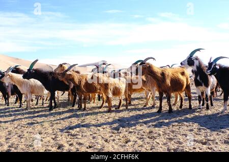 Una mandria di capre pascola sul confine del deserto sabbioso. Mongol-Els, Mongolia Occidentale. Foto Stock